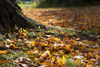 Tree in autumn